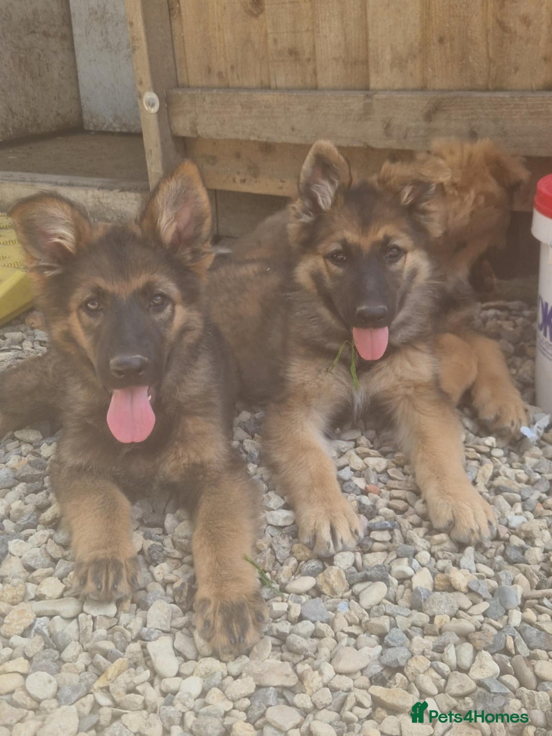 German Shepherd dogs for sale: German shepherd pups  - Image 1