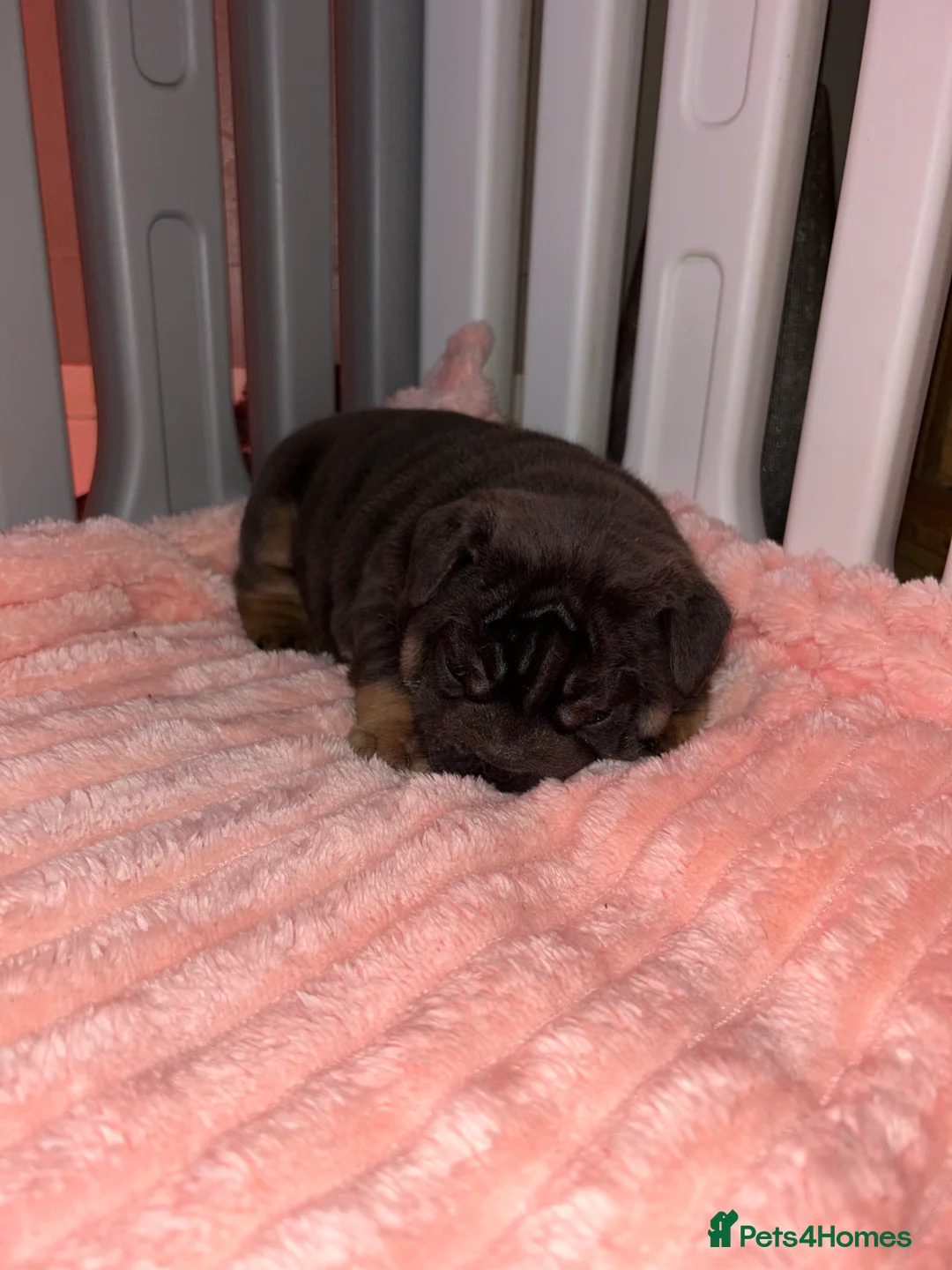 English Bulldog dogs for sale: KOBE X DARLA 5x SMALL COMPACT UNREAL🔥 - Advert 26