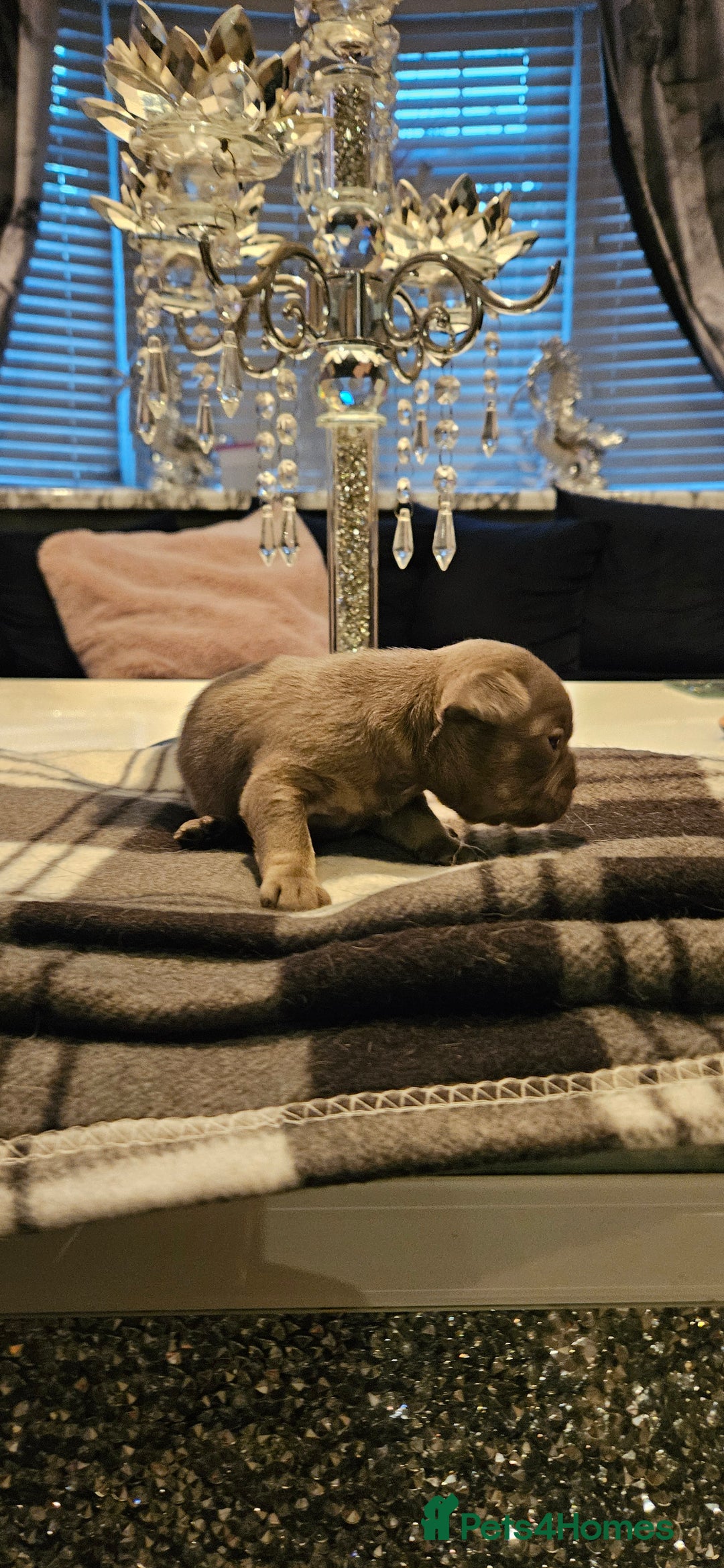 French Bulldog dogs for sale: Kc French bulldog  - Advert 5