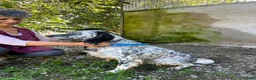 English Setter dogs for adoption: Selva in Penryn - Advert 10