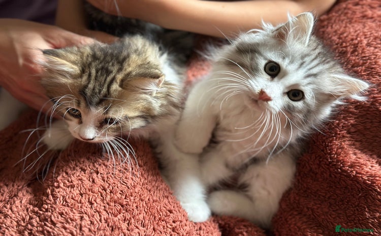 Siberian cats - Advert 1