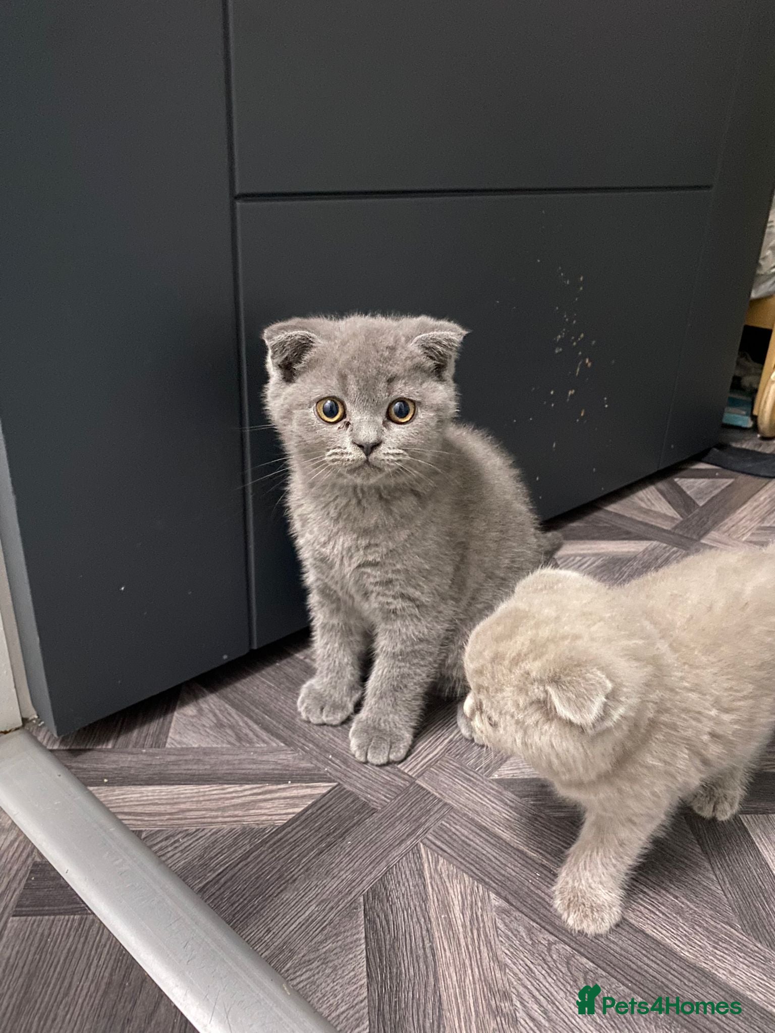 British Shorthair cats British short hair - Advert 1