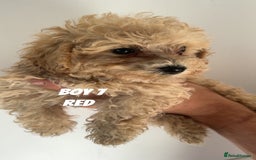 Toy Poodle dogs for sale: 5 True Traditional Toy Poodle Boys 💙 READY TODAY! - Image 8