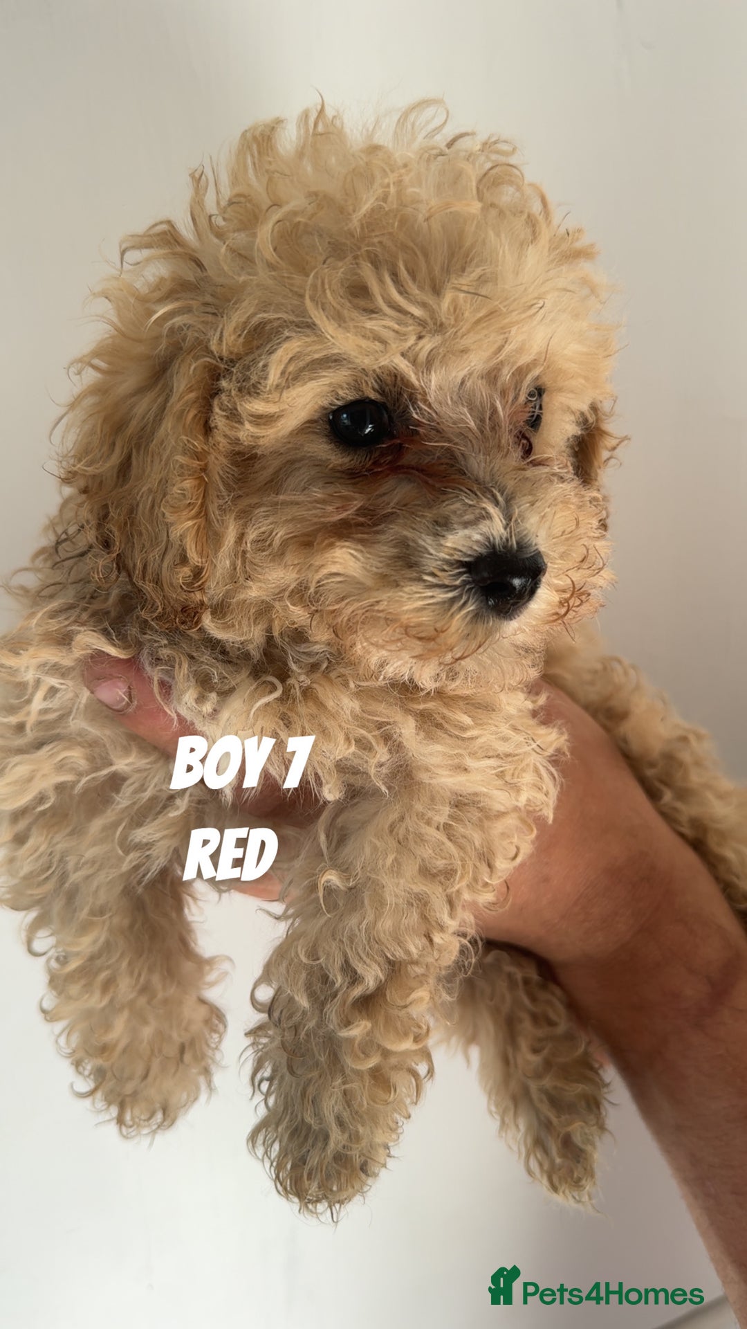 Toy Poodle dogs for sale: 5 True Traditional Toy Poodle Boys 💙 READY TODAY! - Image 8