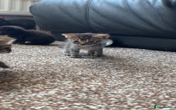 British Shorthair cats for sale: Beautiful litter of 5 kittens  - Image 5