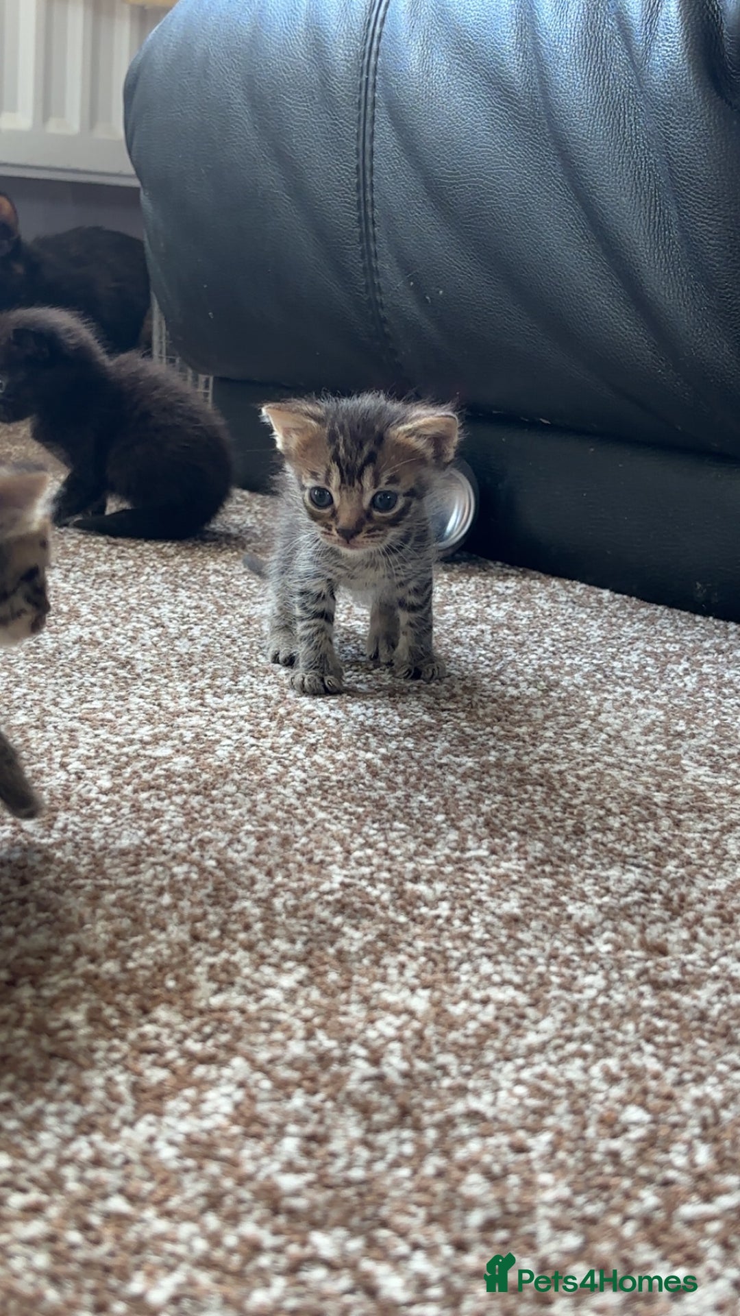 British Shorthair cats for sale: Beautiful litter of 5 kittens  - Image 5