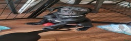 Cane Corso dogs for sale: 2 beautiful cane corso puppies - Advert 13