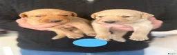 Labrador Retriever dogs for sale: Fox Red and Yellow Labrador Retrievers in Frizington - Advert 11