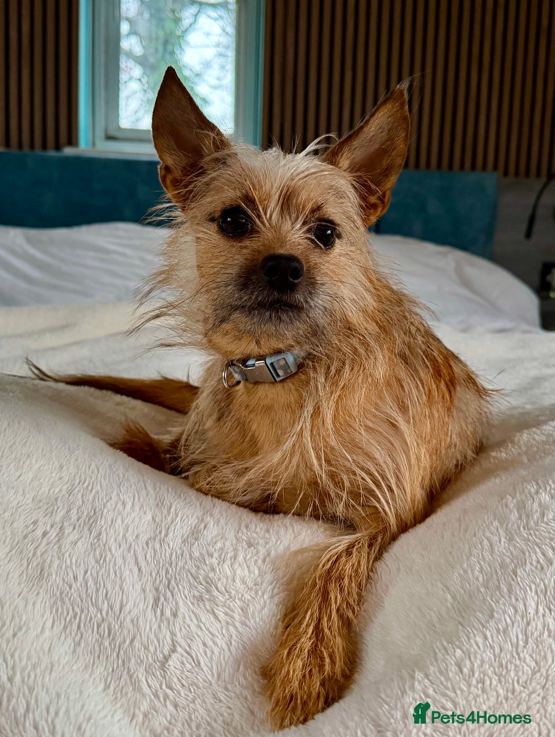 Norfolk Terrier dogs for adoption: 🐾 MAMBI – Female Norfolk Terrier - Advert 2