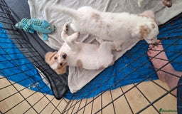 Cockapoo dogs for sale: Cockaspanial  - Image 1