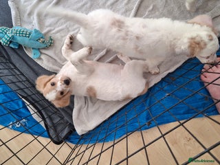 Cockapoo dogs - Advert 36