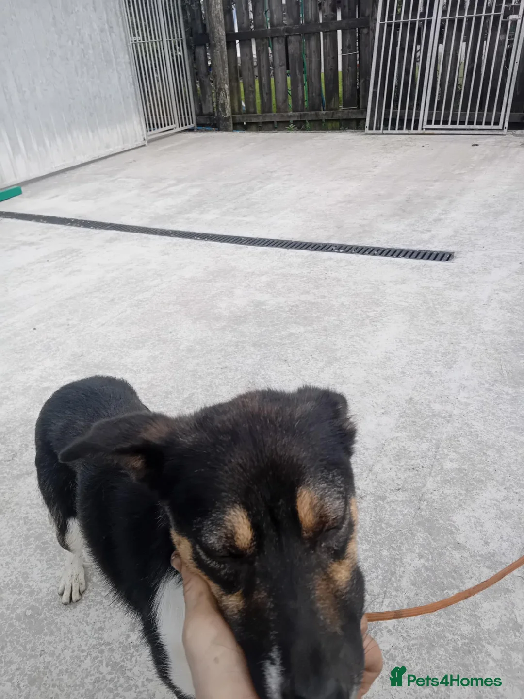 Border Collie dogs for sale: 15 month old border collie  - Advert 1