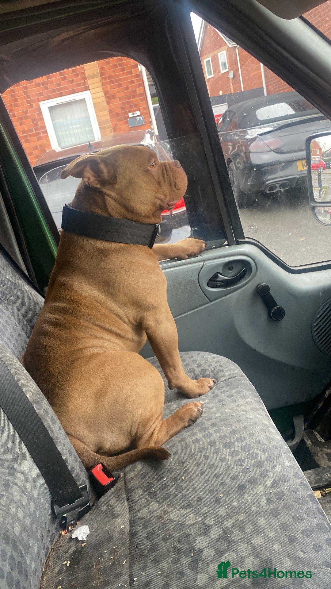 American Bully dogs for stud: Pocket bully for stud  - Advert 3