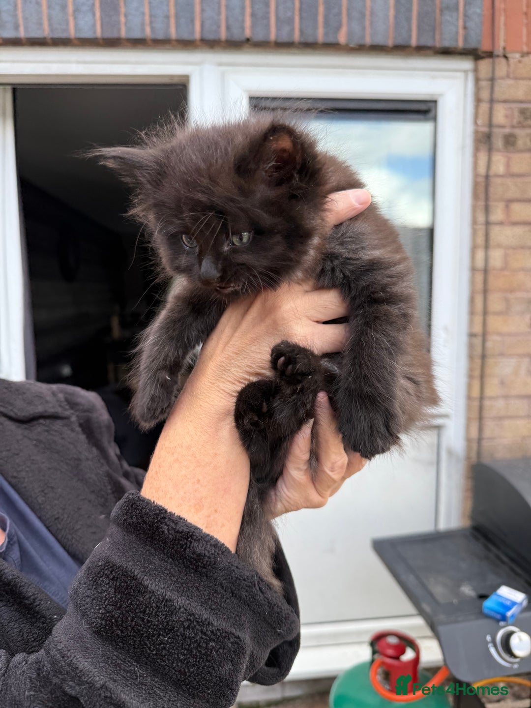 Ragdoll cats for sale: Ragdoll x English shorthair  - Image 6
