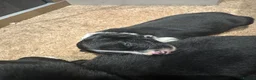Border Collie dogs for sale: Border collie puppies in Tranent - Advert 9