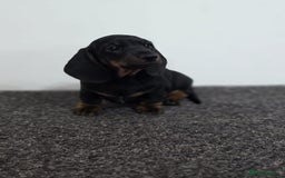 Miniature Dachshund dogs for sale: Outstanding Litter KC Reg Health Tested Parents - Image 16
