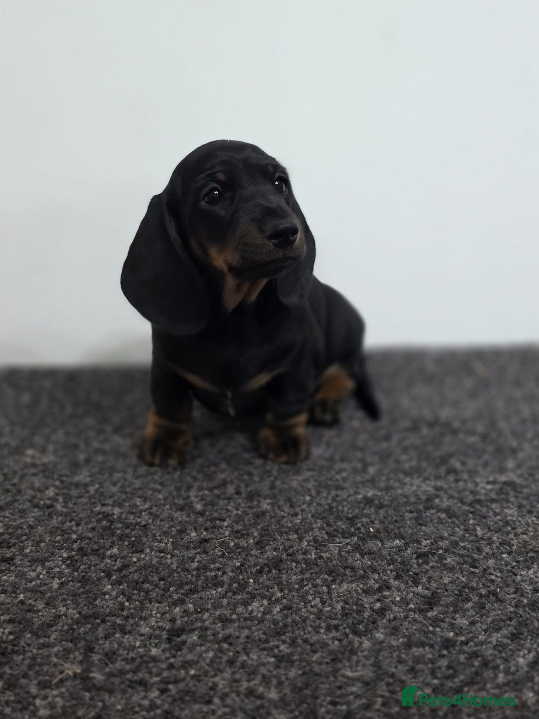 Miniature Dachshund dogs for sale: Outstanding Litter KC Reg Health Tested Parents - Image 16