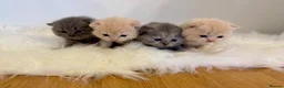 British Shorthair cats for sale: Gccf registered British shorthair kittens - Advert 10