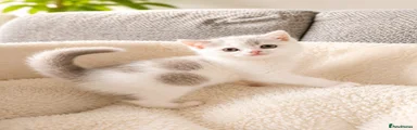Kitten 1