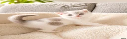 British Shorthair cats for sale: British Short Hair Kittens - Advert 3