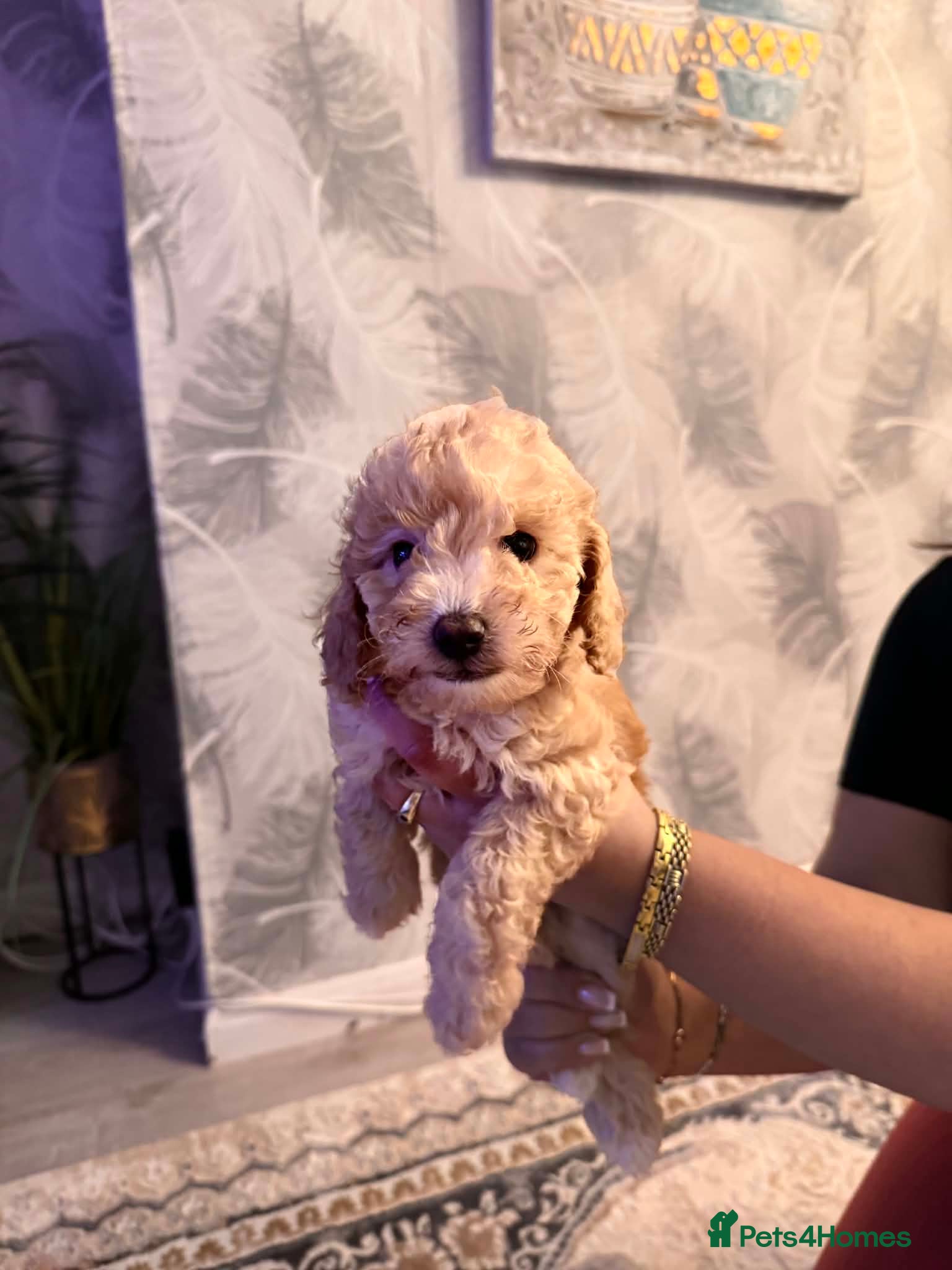 Mixed Breed dogs Toy poodle - Advert 1