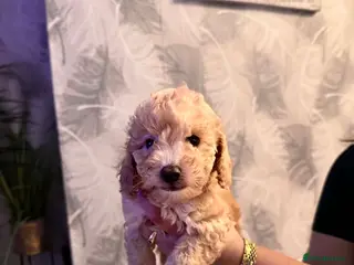 Mixed Breed dogs Toy poodle - Advert 1