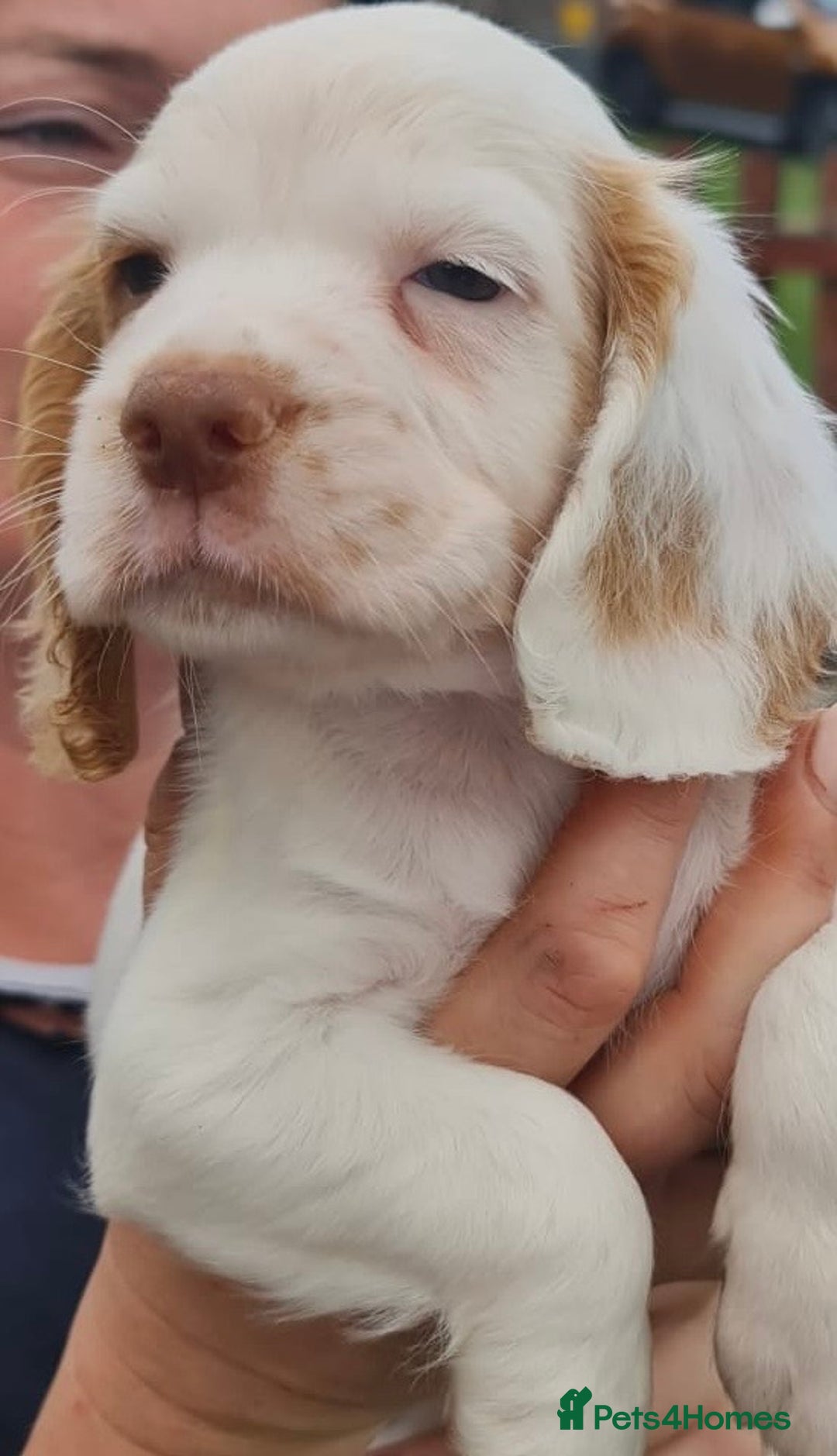 Cocker Spaniel dogs for sale: Gorgeous Cocker Pups - Image 9
