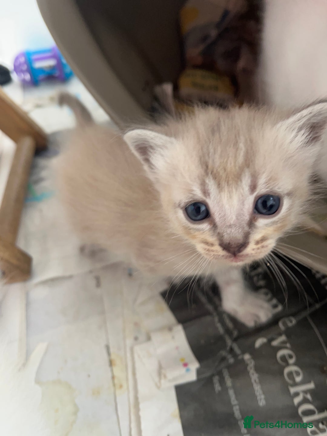 Ragdoll cats for sale: Mink ragdolls - Advert 7