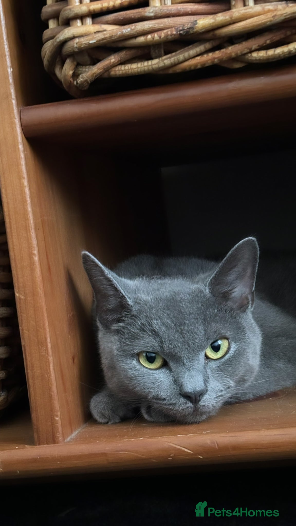 Mixed Breed cats 5 stunning kittens with beautiful temperaments  - Advert 2