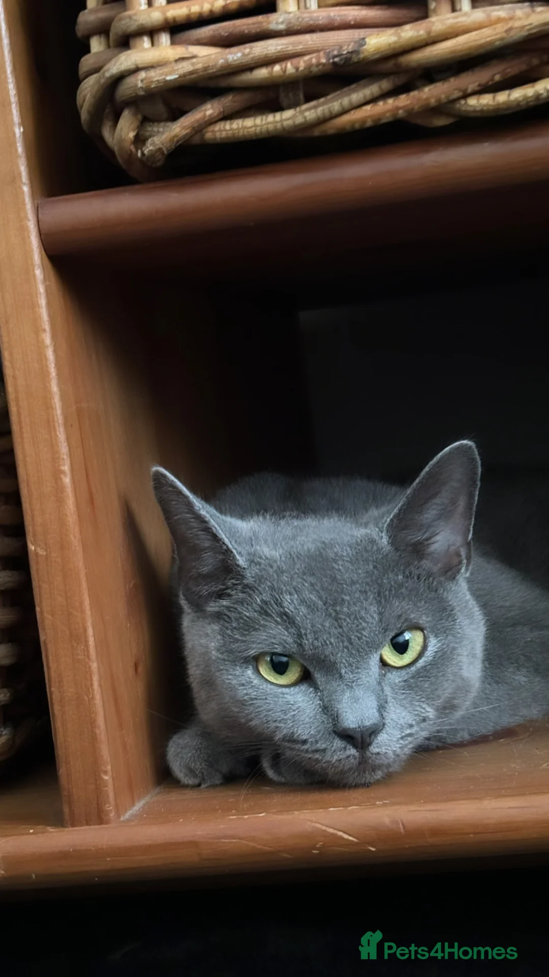 Mixed Breed cats for sale: 5 stunning kittens with beautiful temperaments  - Advert 1