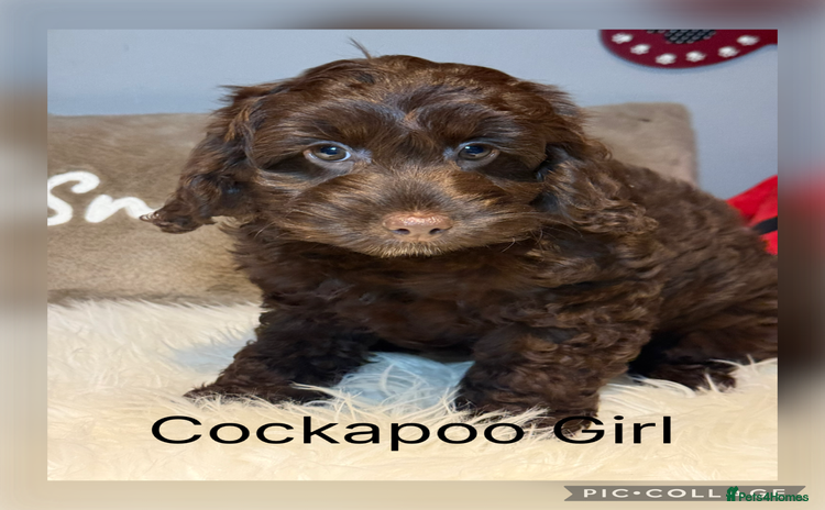 Cockapoo dogs - Advert 8