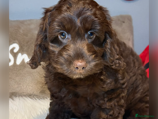 Cockapoo dogs F1 Choc drop Cockapoo ready now - Advert 6