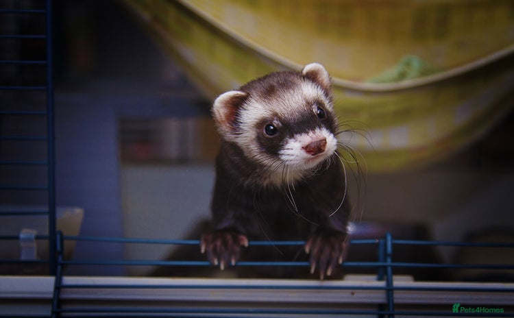 Ferret rodents - Advert 4