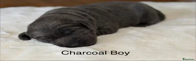 Labrador Retriever 6