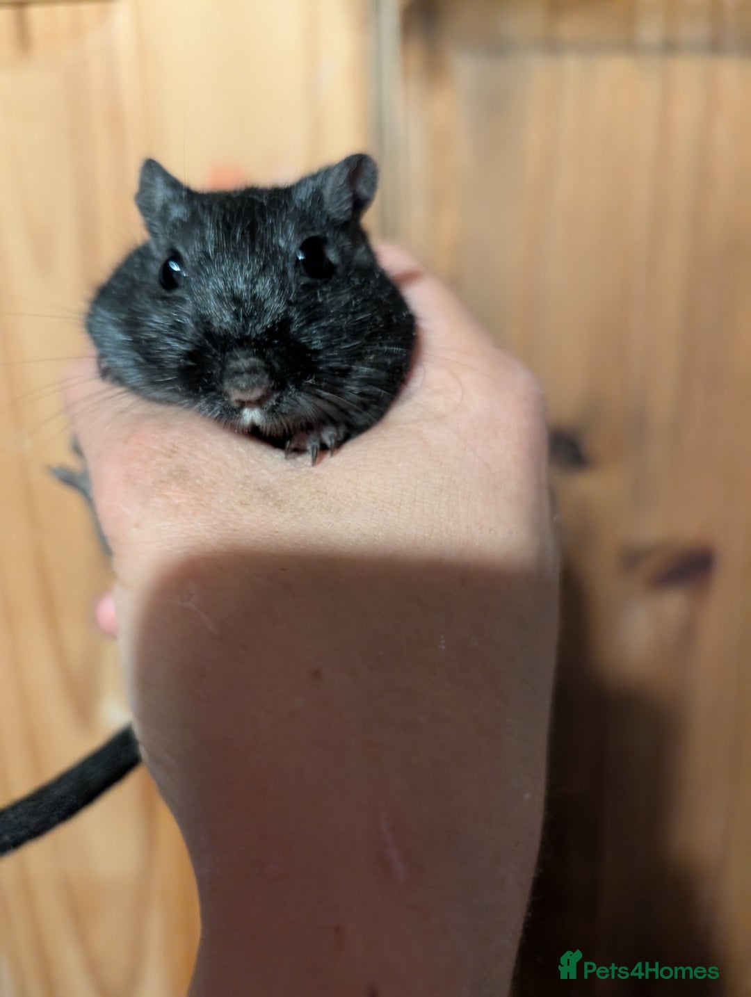 Hamster rodents for sale: 3 Male Gerbils For Sale in Fakenham - Image 2