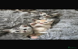 British Shorthair cats for sale: Last Chunky Golden Boy  ❤️ - Image 18