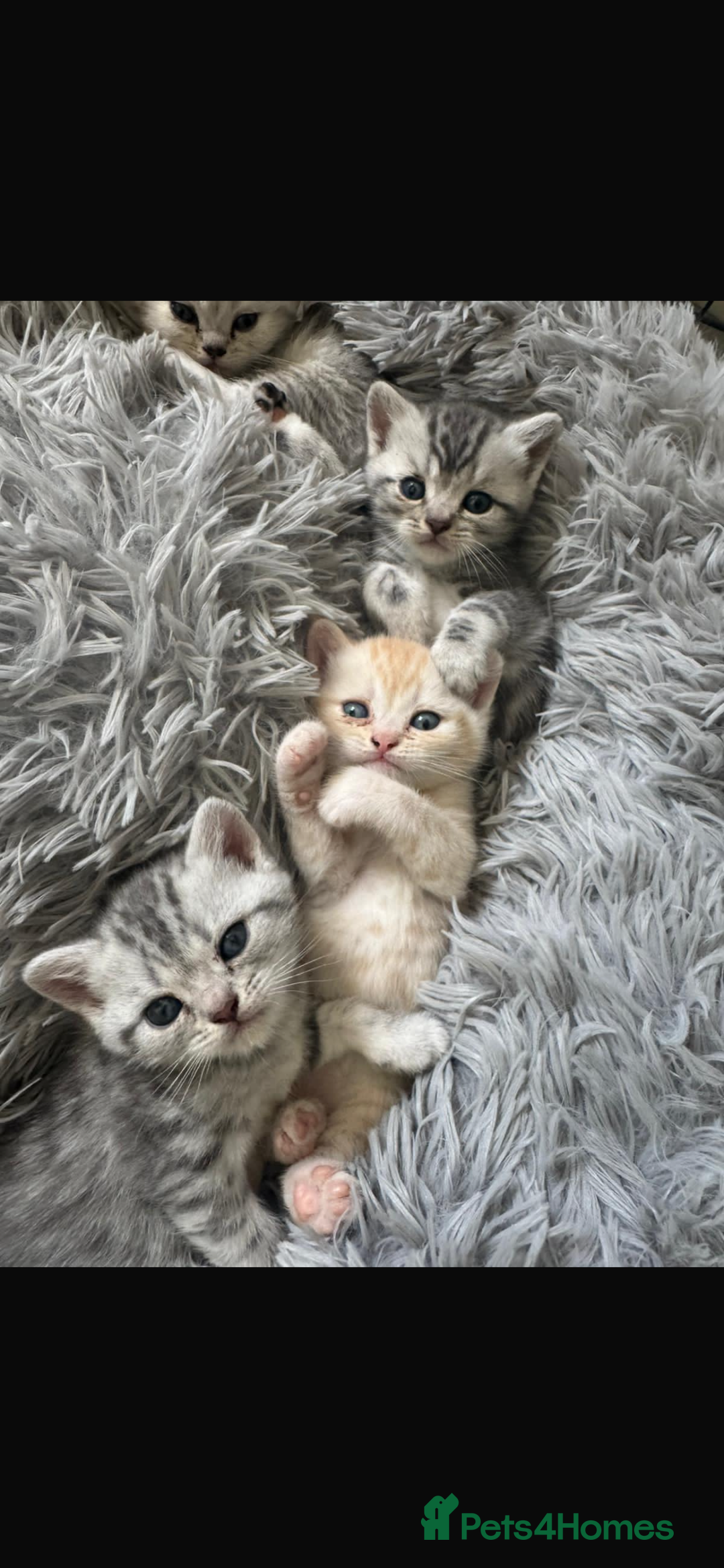 British Shorthair cats for sale: Last Chunky Golden Boy  ❤️ - Image 18