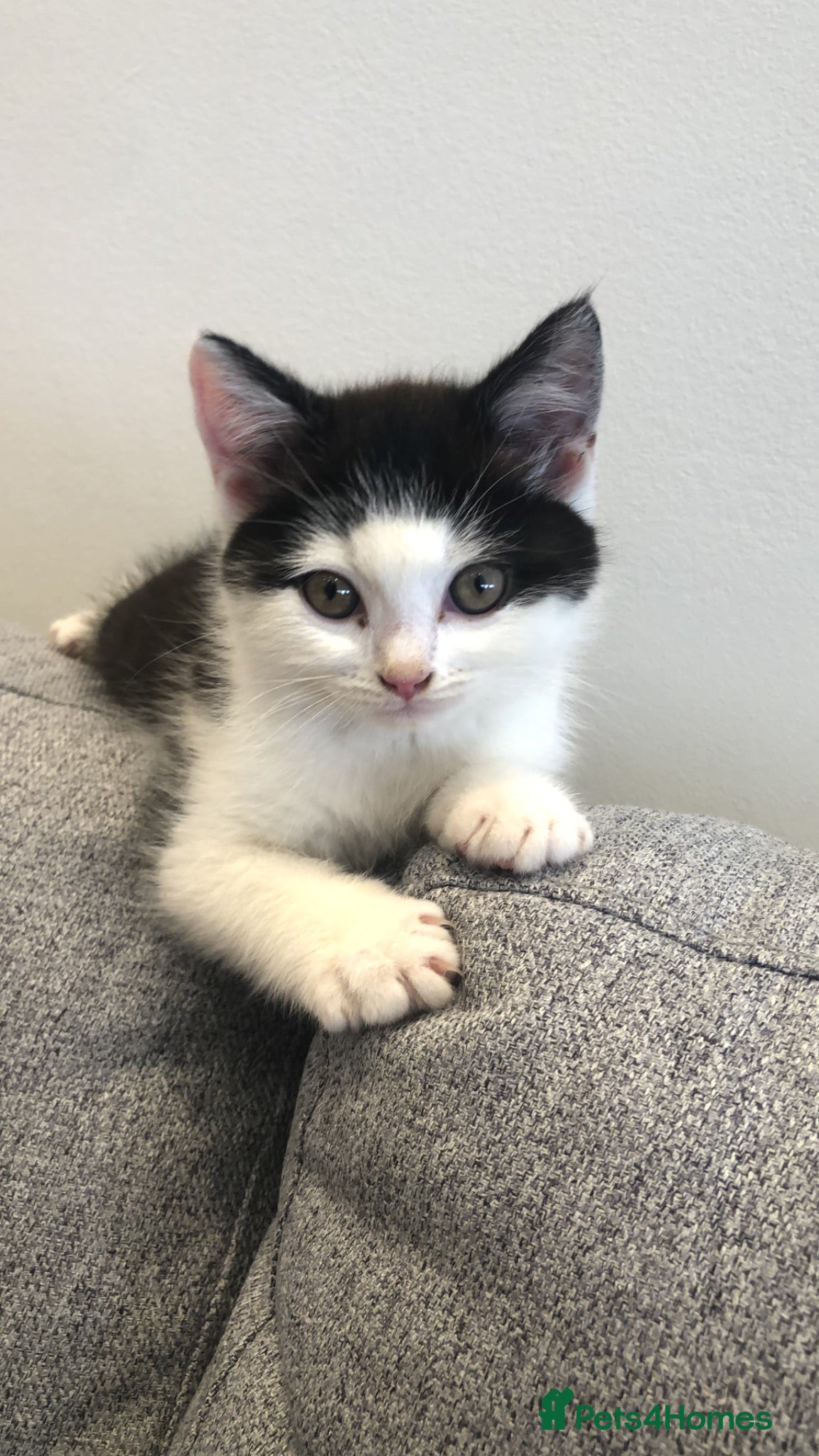Domestic Shorthair cats Beautiful Domestic Shorthair Kitten - Advert 5