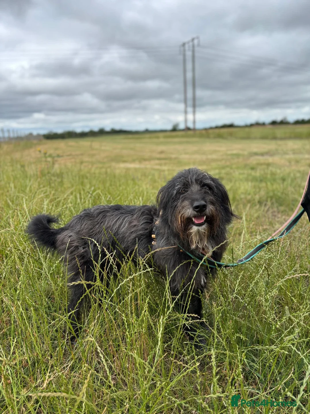 Mixed Breed dogs for adoption: Herbie 💚 Female-only home needed! - Advert 1