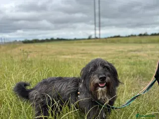 Mixed Breed dogs Herbie 💚 Female-only home needed! - Advert 4