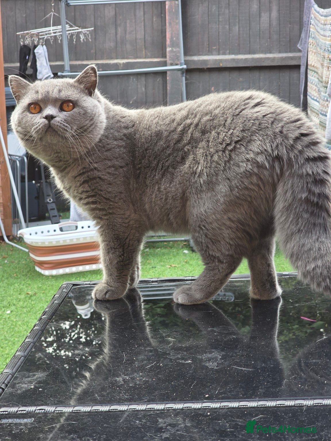 British Shorthair cats 💙 British Shorthair Blue Stud Service 💙 - Advert 3
