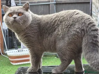 British Shorthair cats 💙 British Shorthair Blue Stud Service 💙 - Advert 3