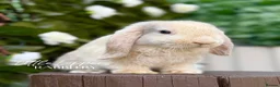 Mini Lop rabbits for sale: Young Mini Lop Male - Harlequin  - Advert 6