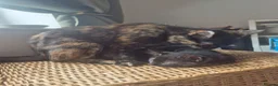 Domestic Shorthair cats for sale: Kittens for sale  - Advert 2