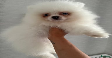 Pomeranian dogs - Advert 14