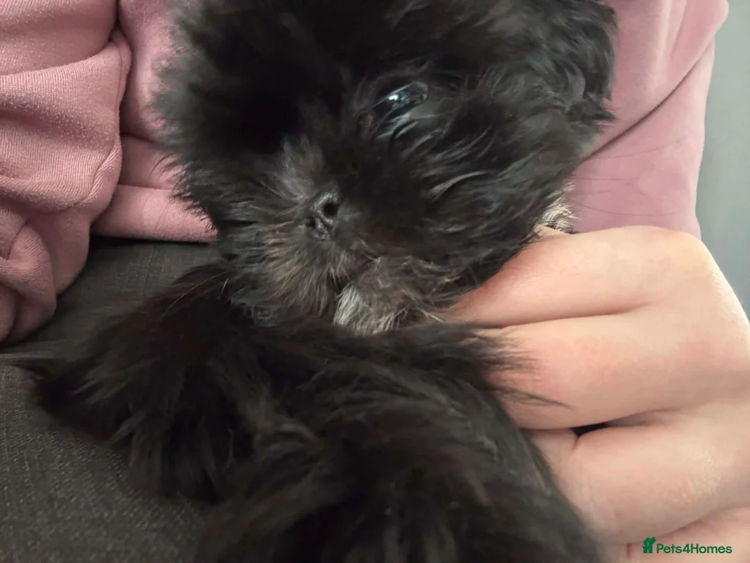 Shih Tzu dogs for sale: Boy Shih Tzu Puppy  - Advert 7