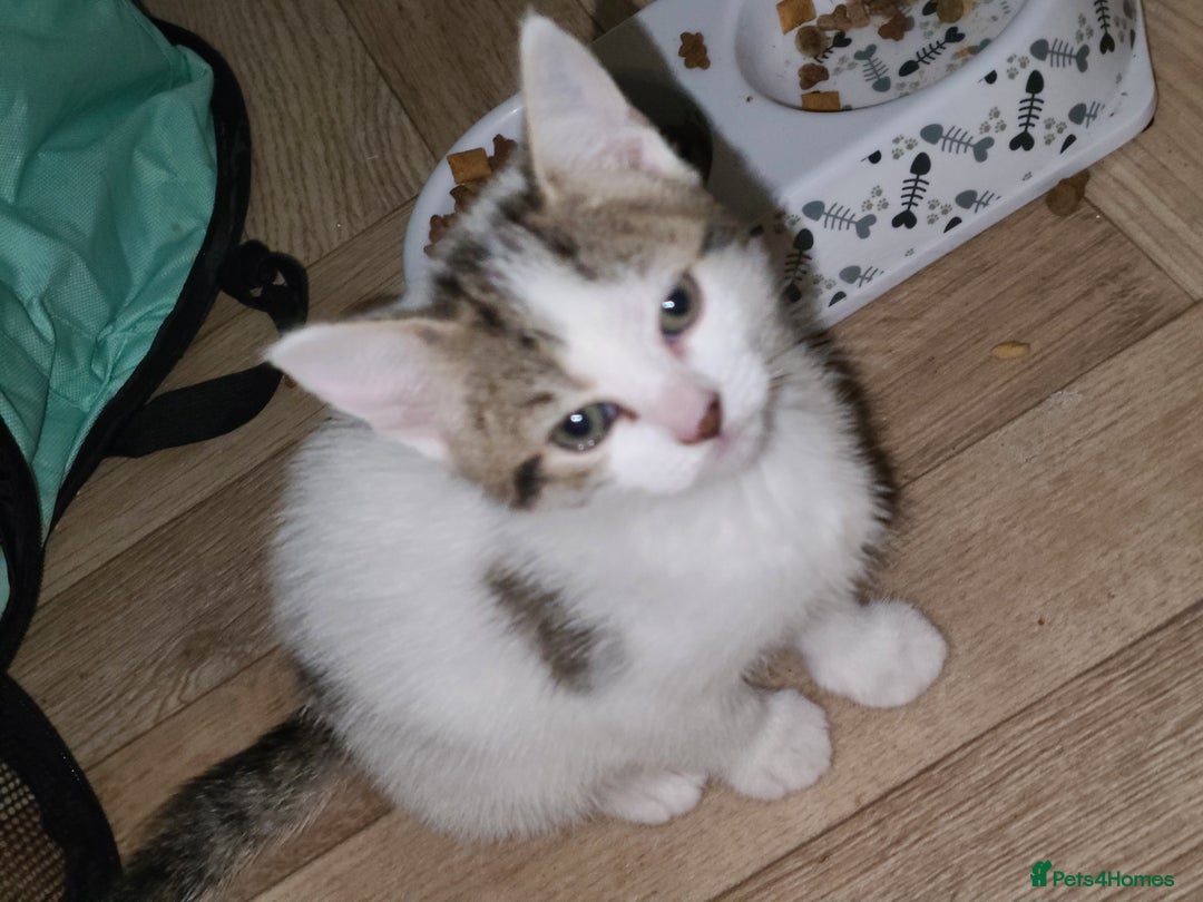 Mixed Breed cats for sale: 3 beautiful kittens - Advert 6