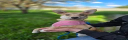Mixed Breed dogs for adoption: ❤️🐶 BAMBI – SOFT NATURE, BEAUTIFUL BALANCE in Burton-on-Trent - Advert 20