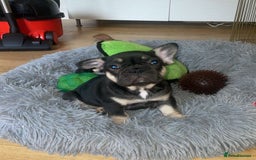 French Bulldog dogs for sale: French Bulldog Puppies - Image 6