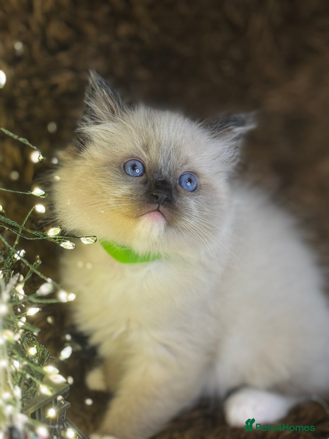 Ragdoll cats for sale: GCCF Pure Ragdoll Seal/Blue Point Lynx Mitted - Advert 1